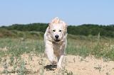 GOLDEN RETRIEVER 221
